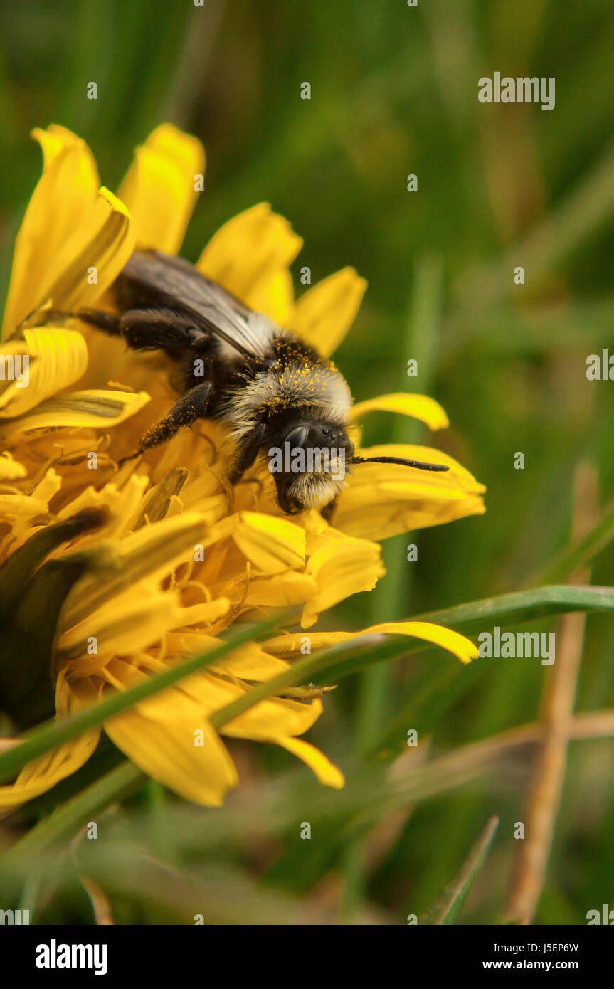 Pris dans les champs près de Middleton par Attalens au printemps 2017. Ce "cendré Mining Bee' femelle est d'apprécier le pollen d'un pissenlit. Banque D'Images