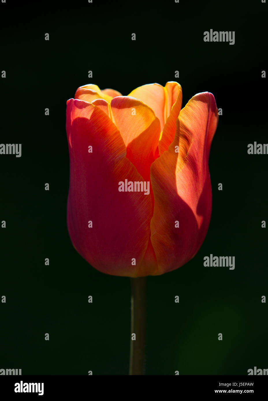Une seule fleur de tulipe Banque D'Images