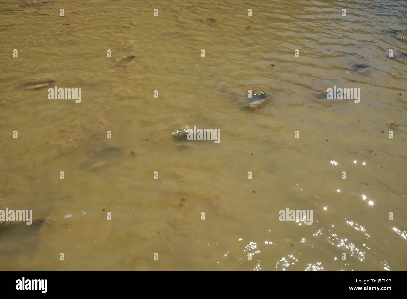 Avec de faibles niveaux d'eau, des empreintes de pas peut être vu dans le fond de la rivière boueuse du Rio Grande au Santa Elena Canyon à Big Bend National Park Banque D'Images