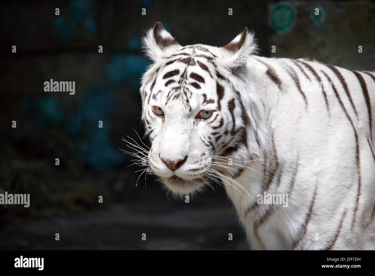 Gros plan du tigre blanc sur fond sombre Banque D'Images