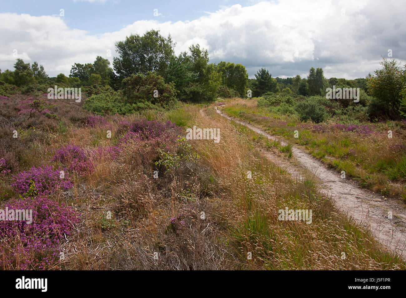 Ludshott en juillet commun,l'un des derniers grands domaines de la lande à Headley, East Hampshire Surrey, Angleterre frontières Banque D'Images