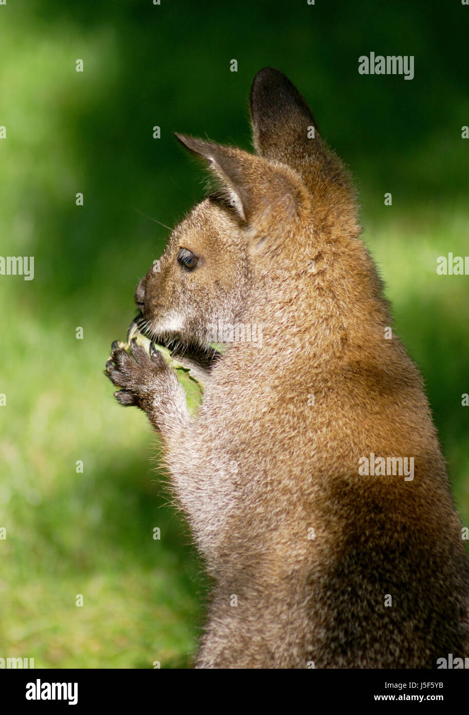 La peau des mammifères australie petites toutes petites griffes courtes opossum mangeant manger mange Banque D'Images