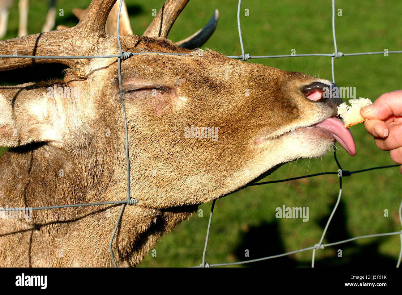 Animaux sauvages Mammifères pain part animale langue portrait clôture pour engloutir gorge Banque D'Images
