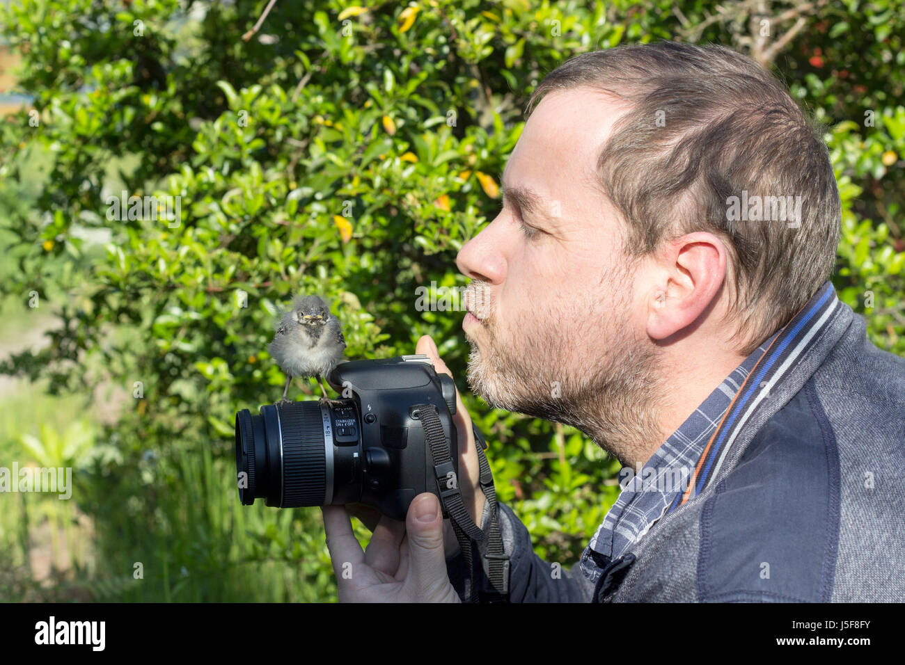 Un photographe avec un jeune songbird sur son appareil photo Banque D'Images