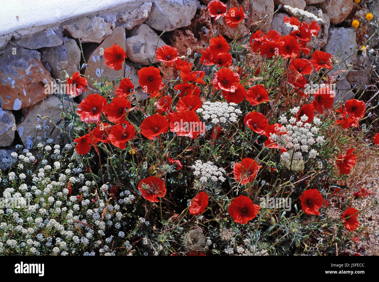 Fleur fleurs jardin vide plantes Fleurs de pavot mur caucasienne européenne Banque D'Images