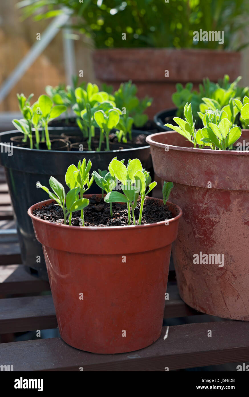 Gros plan de pots pot de jeunes plants de pois doux plantent des plantules dans la serre au printemps Banque D'Images