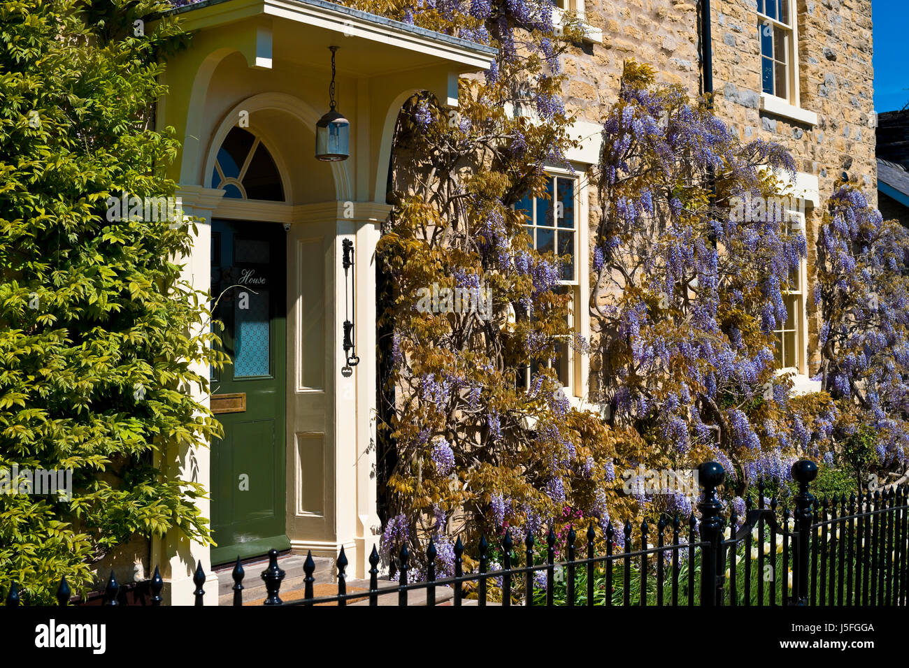 Violet Wisteria fleurs grimpeur à l'avant d'une maison Angleterre Royaume-Uni GB Grande-Bretagne Banque D'Images