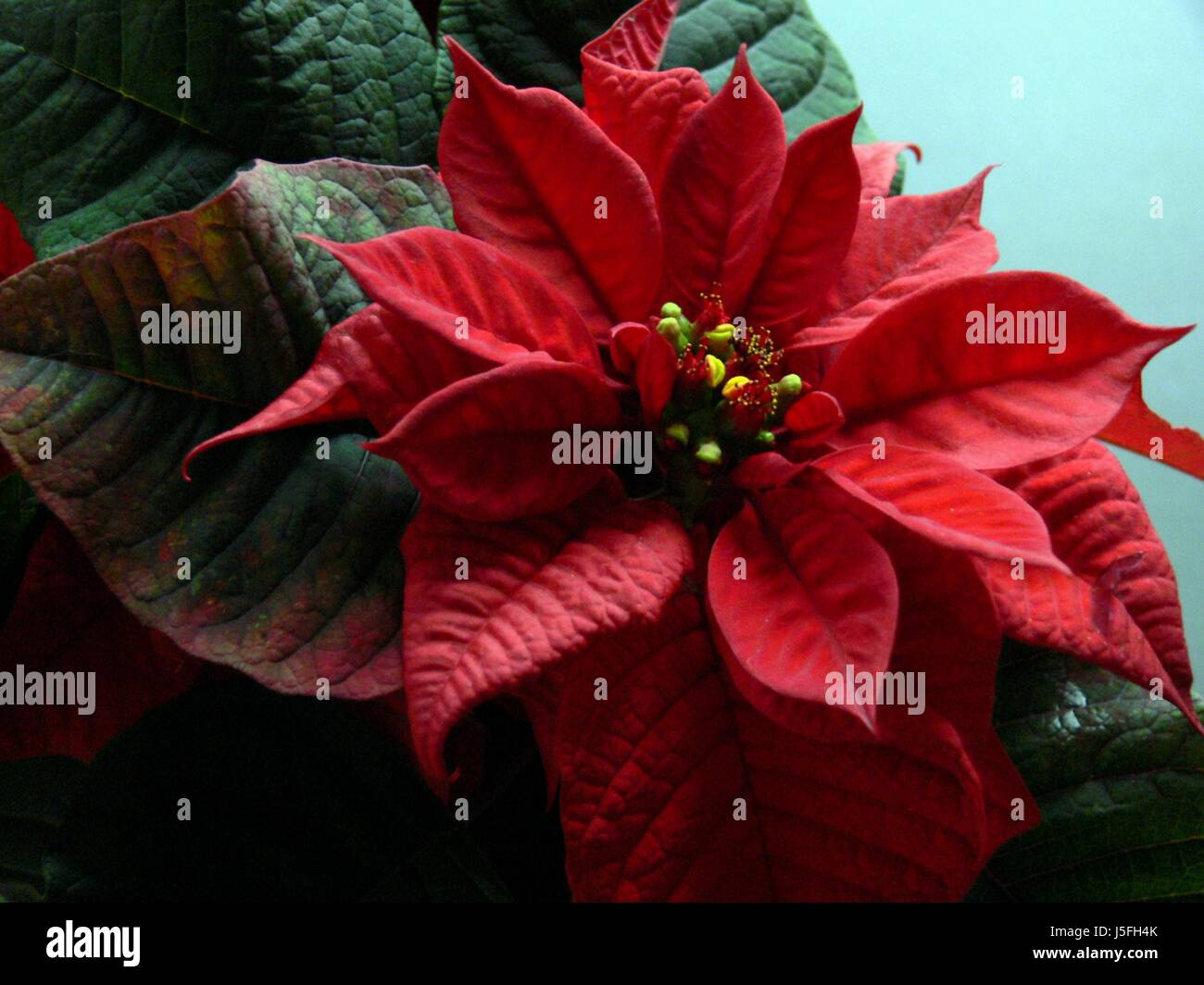 Botanique plante fleur fleurs plante en pot yule red poinsettia noël Banque D'Images