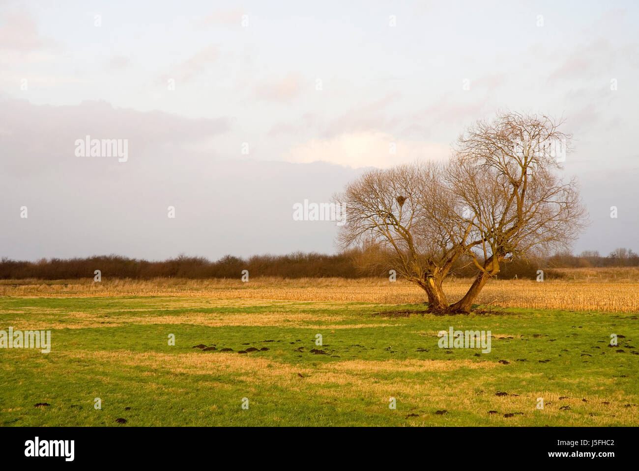 Arbre hiver nid largeur basse-saxe taupinière meadow firmament sky scenery Banque D'Images