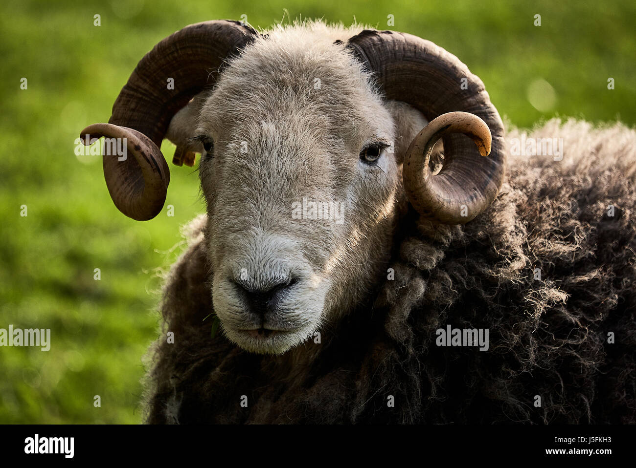 Ram Herdwick - tête cornue Banque D'Images