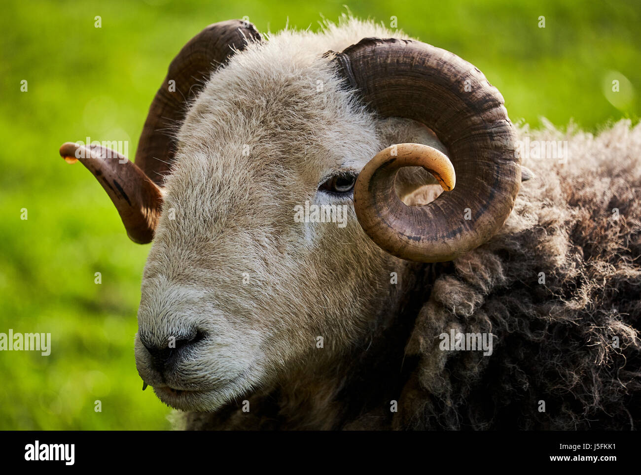 Ram Herdwick affronter tous droits réservés Banque D'Images