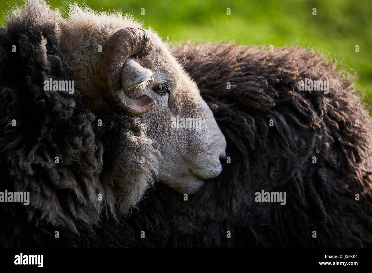 Ram Herdwick - tête cornue Banque D'Images