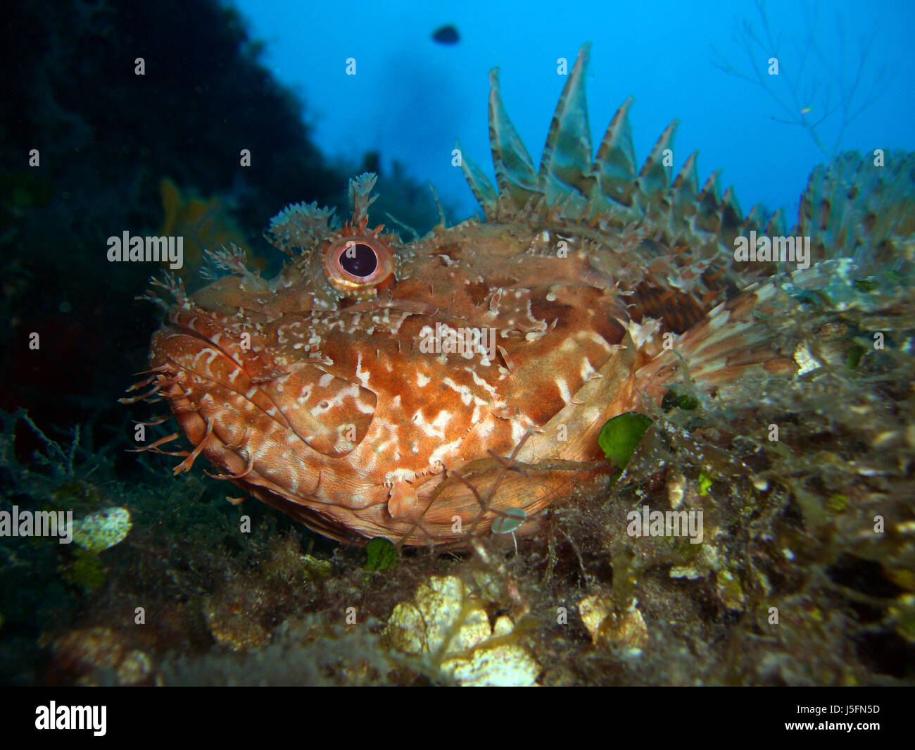 Grand poisson scorpion rouge Banque D'Images