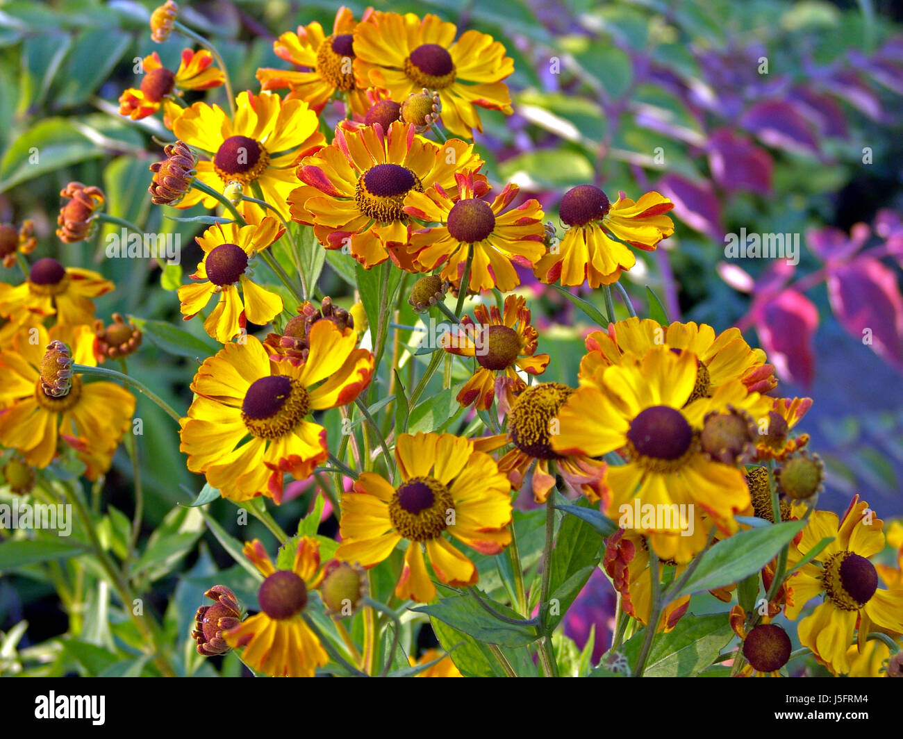 Jardin fleur plante fleur s'épanouir épanouissement coloré Banque D'Images