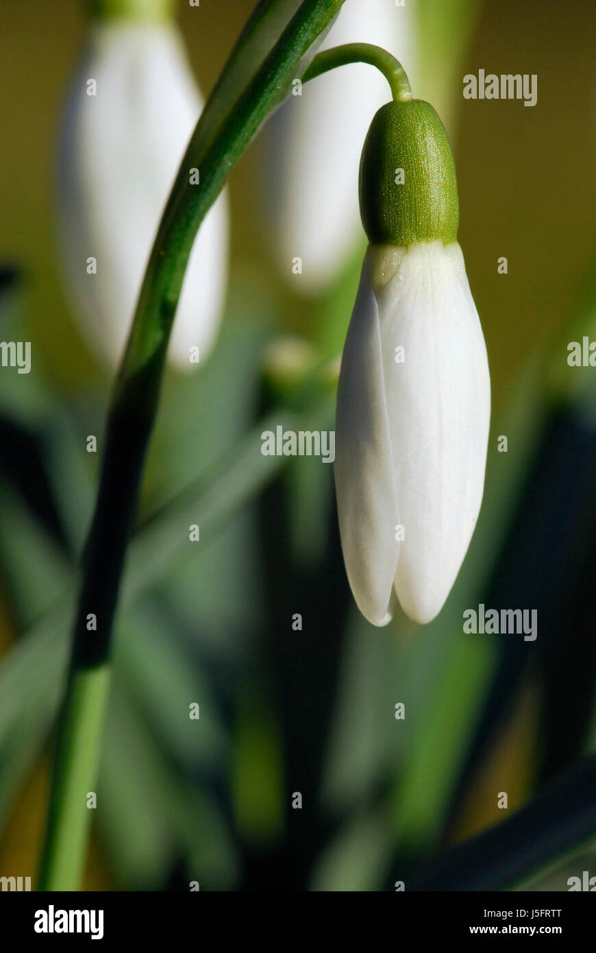 Galanthus nivalis Banque D'Images