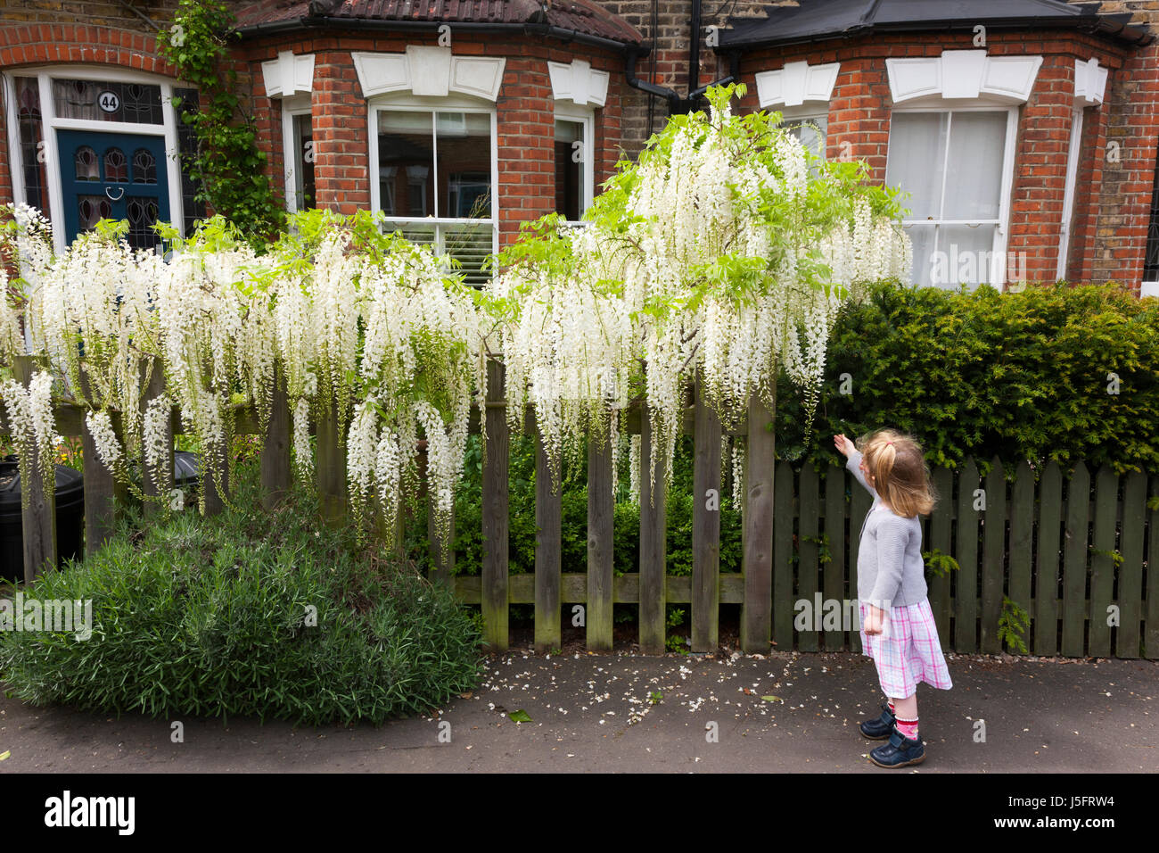 Deux ans bébé fille sent une odeur / blanc / fleurs de glycines en fleurs sur un réseau express régional ou Victorian Edwardian house jardin clôture / mur. (87) Banque D'Images