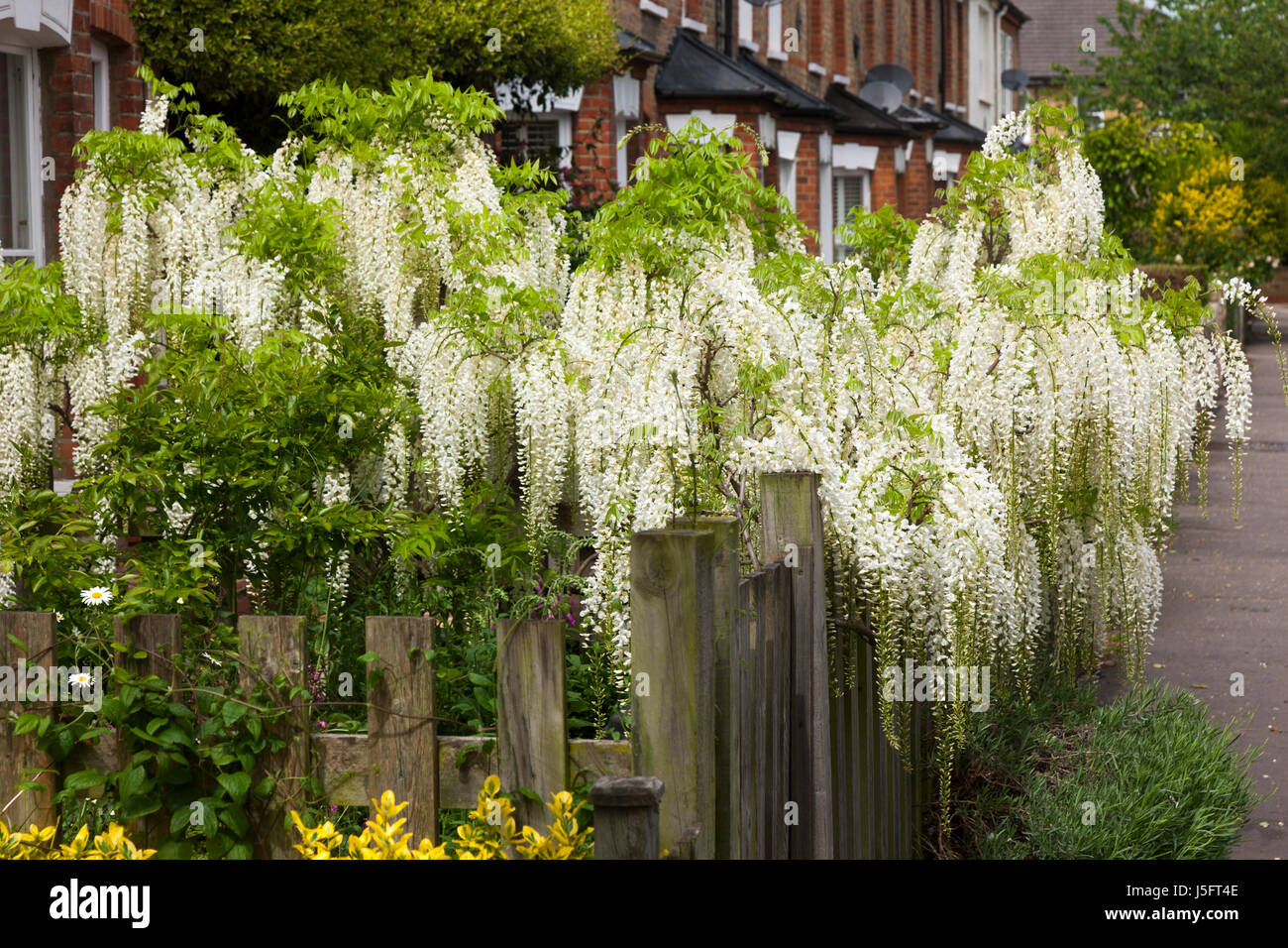 Wisteria blanc / fleurs en fleurs sur un réseau express régional ou Victorian Edwardian house jardin clôture / mur. (87) Banque D'Images