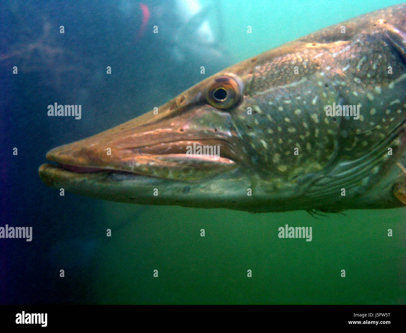 Organe de l'œil de poisson bouche les yeux sous l'eau fraîche l'eau plongée poissons étang branchies Banque D'Images
