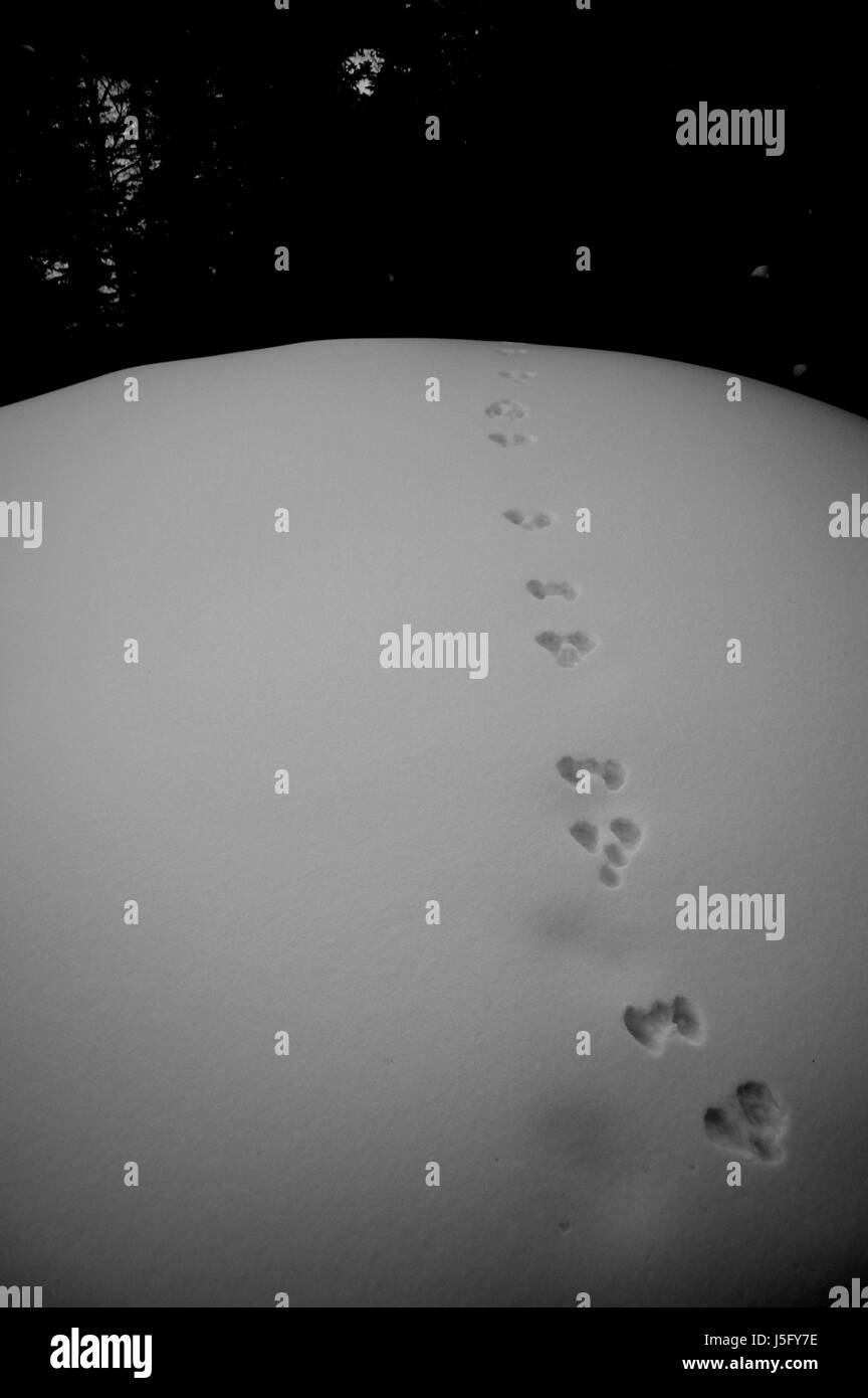 Une photo en noir et blanc des traces de lapin dans la neige, prise à Lutsel K'e, T.N.-O., Canada Banque D'Images