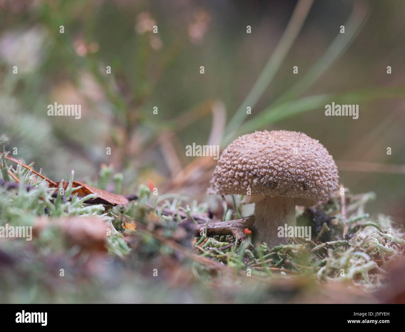 Blush - Amanita rubescens Banque D'Images