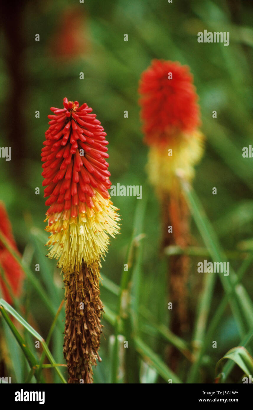 Red Hot poker, Kniphofia, deux fleurs de couleur rouge et jaune à l'extérieur de plus en plus. Banque D'Images