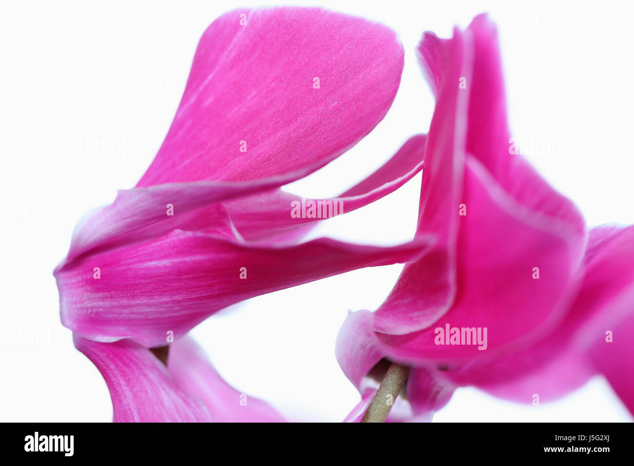 Cyclamen, Studio shot of deux capitules rose close up et le résumé. Banque D'Images