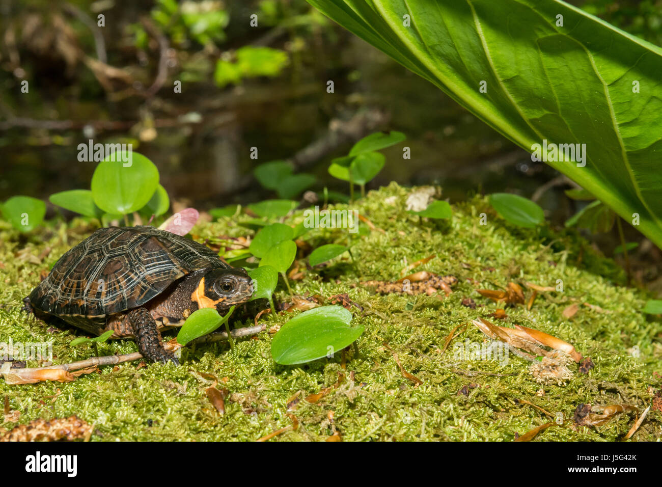 Un gros plan d'un habitat naturel de la Tortue Banque D'Images