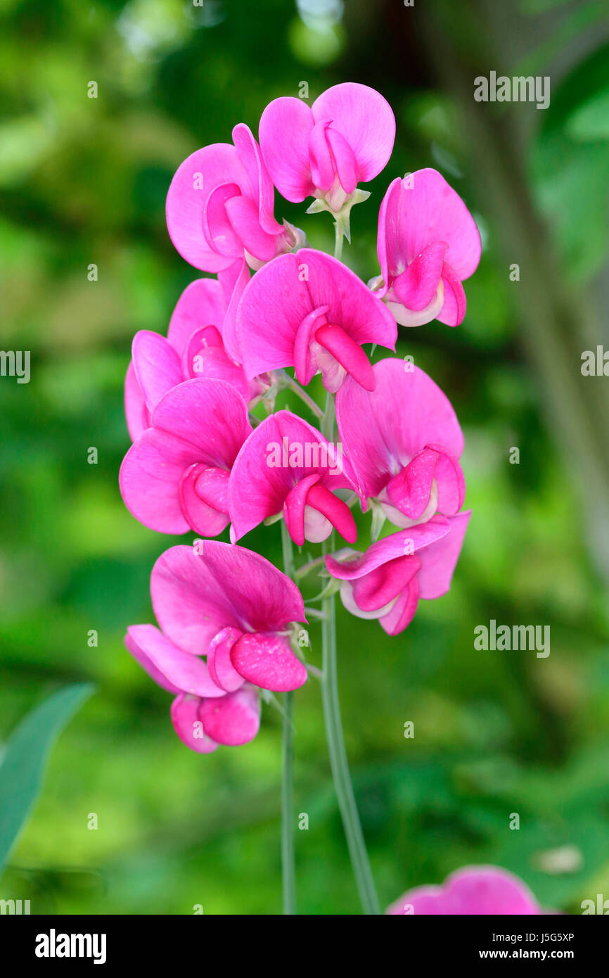 Pois, pois sucré éternelle, Lathyrus latifolius, tiges de fleurs rose à l'extérieur. Banque D'Images