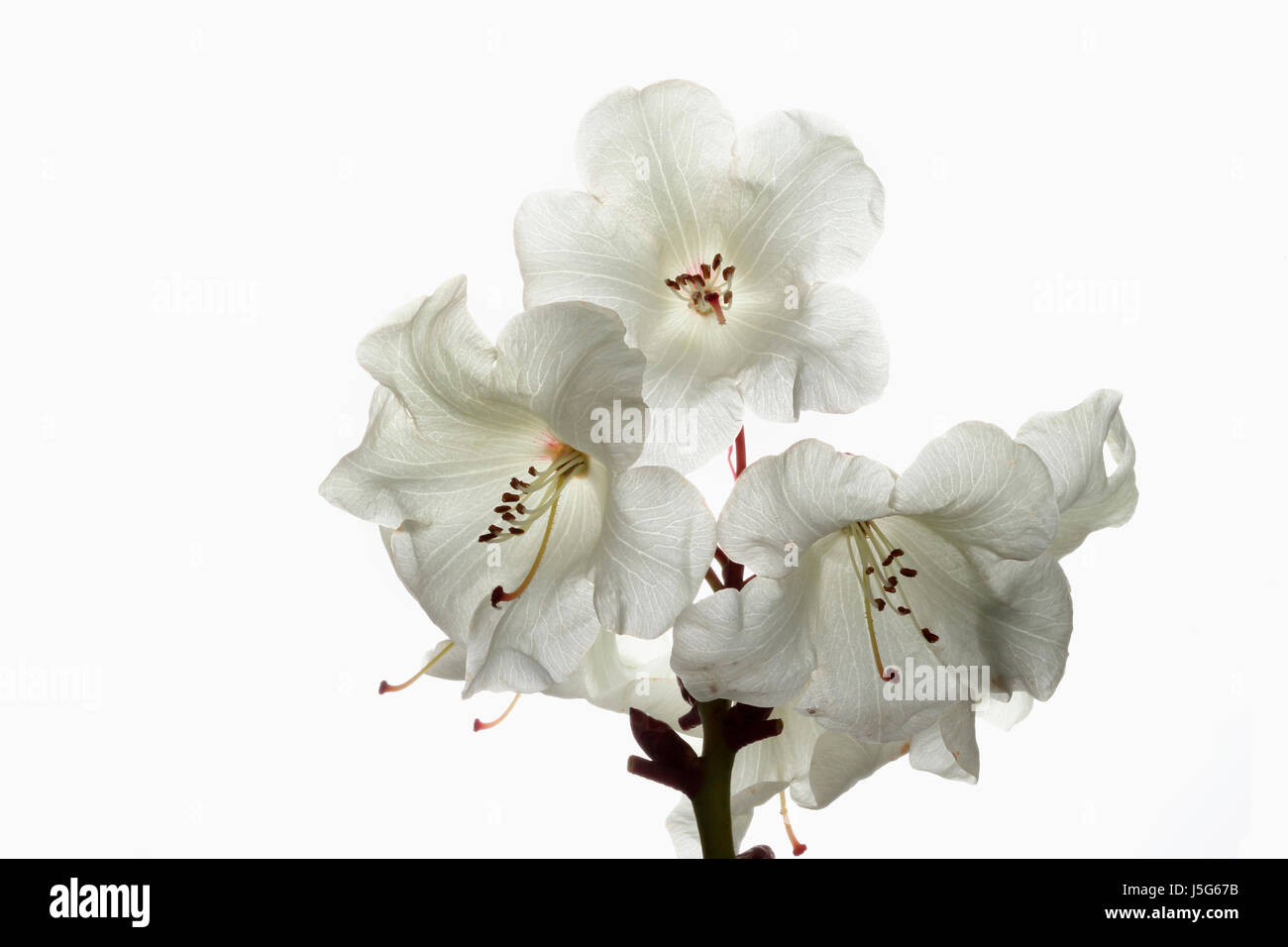 Le rhododendron, Studio shot de fleurs blanches sur une tige contre un fond blanc, pur. Banque D'Images