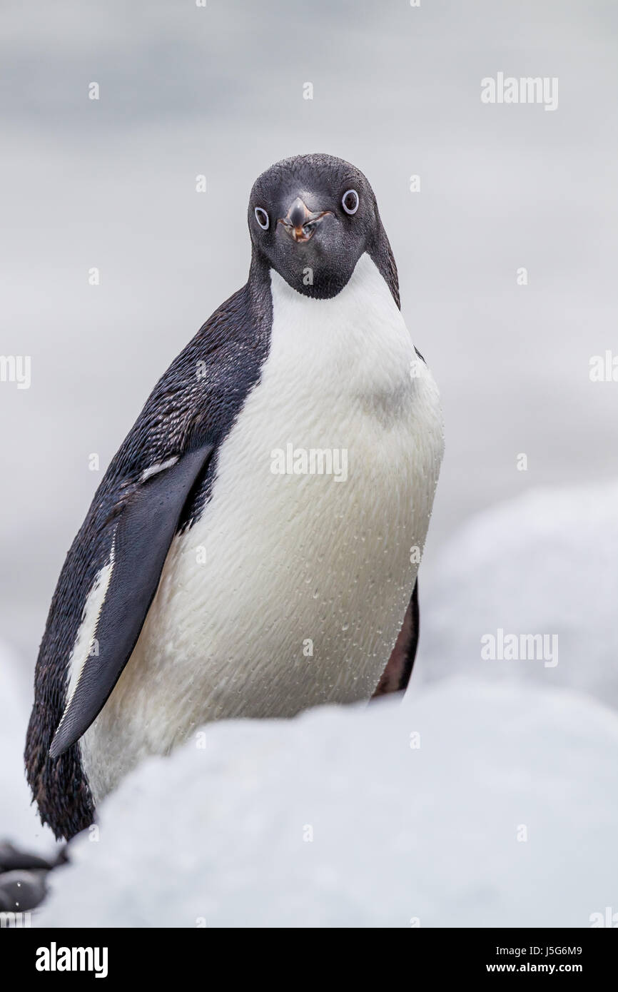 Profil de adelie penguin dans l'Antarctique Banque D'Images