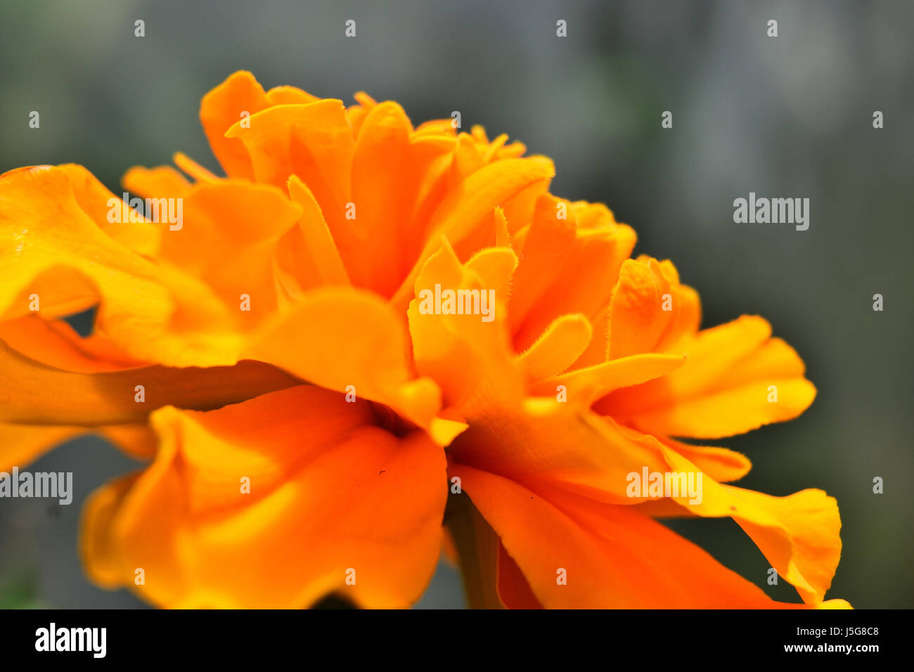 Une belle fleur de marigold lumineuse également connue sous le nom de marigold de pot, de gouvernails, de marigold commun ou de marigold de Scotch. Banque D'Images