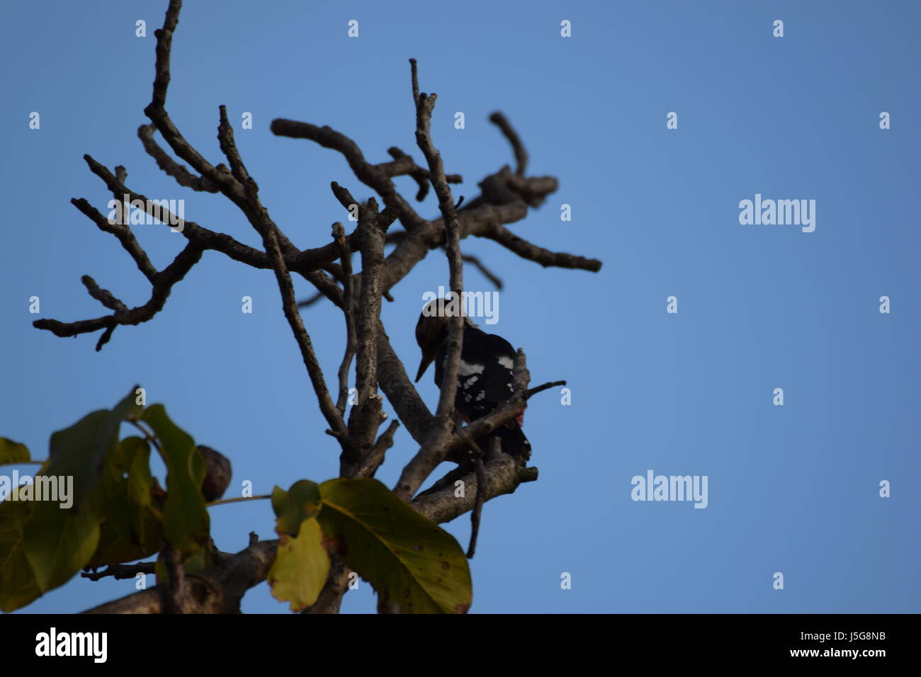 Un petit pic en un noyer Banque D'Images