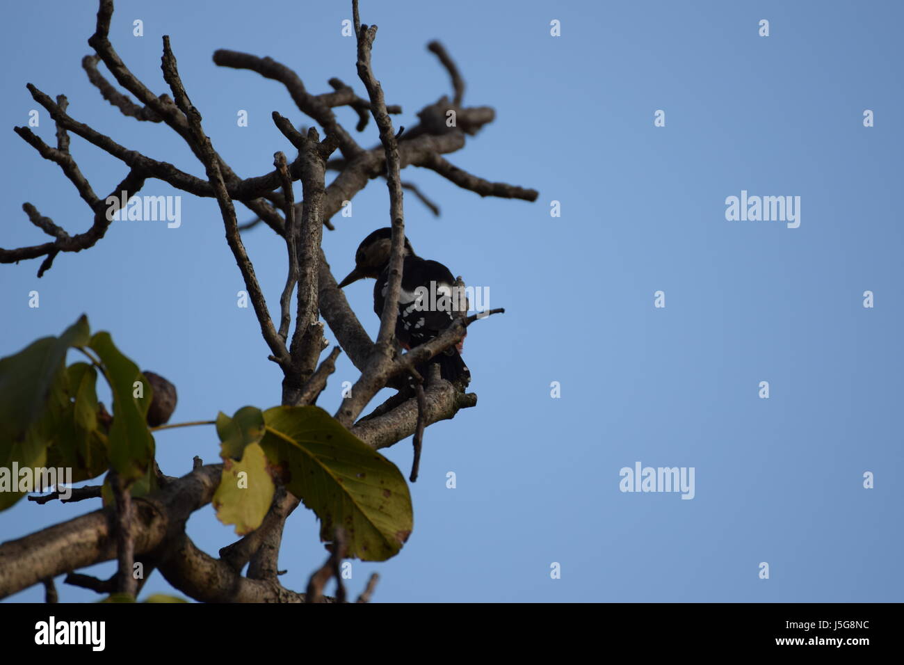 Un petit pic en un noyer Banque D'Images