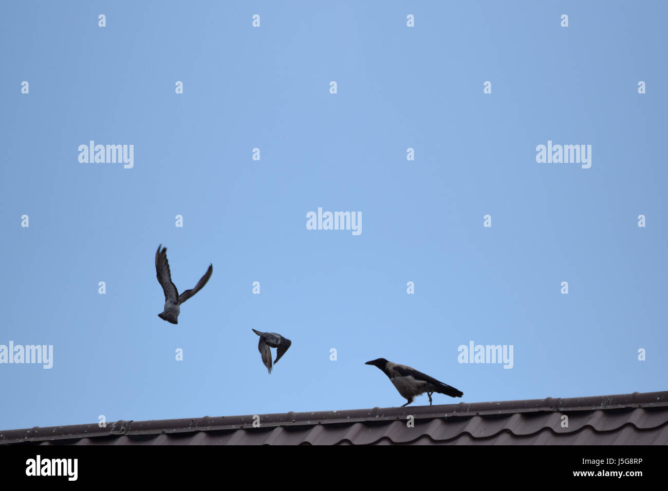 Trois oiseaux sur un toit Banque D'Images