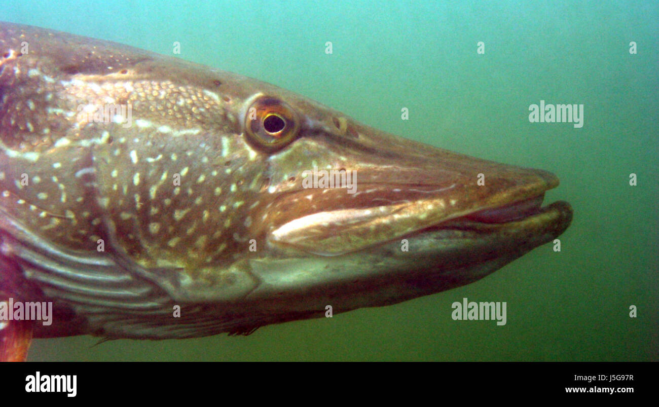 Organe de l'œil de poisson bouche les yeux sous l'eau fraîche l'eau plongée poissons étang branchies Banque D'Images