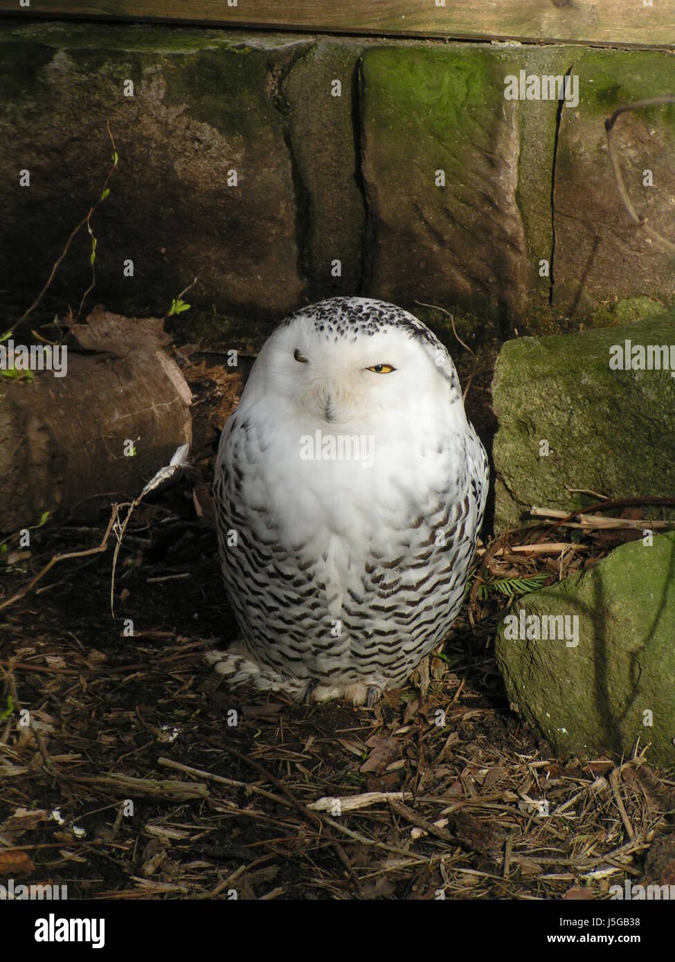 Vert animal nocturne nuit raptor empenner owl hiboux chasse chasse nature Banque D'Images