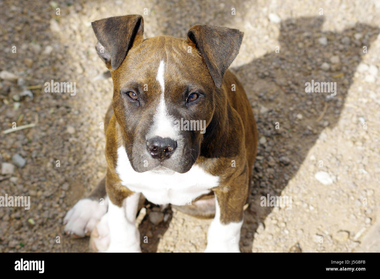 Des chiots Amstaff (American Staffordshire terrier) Banque D'Images