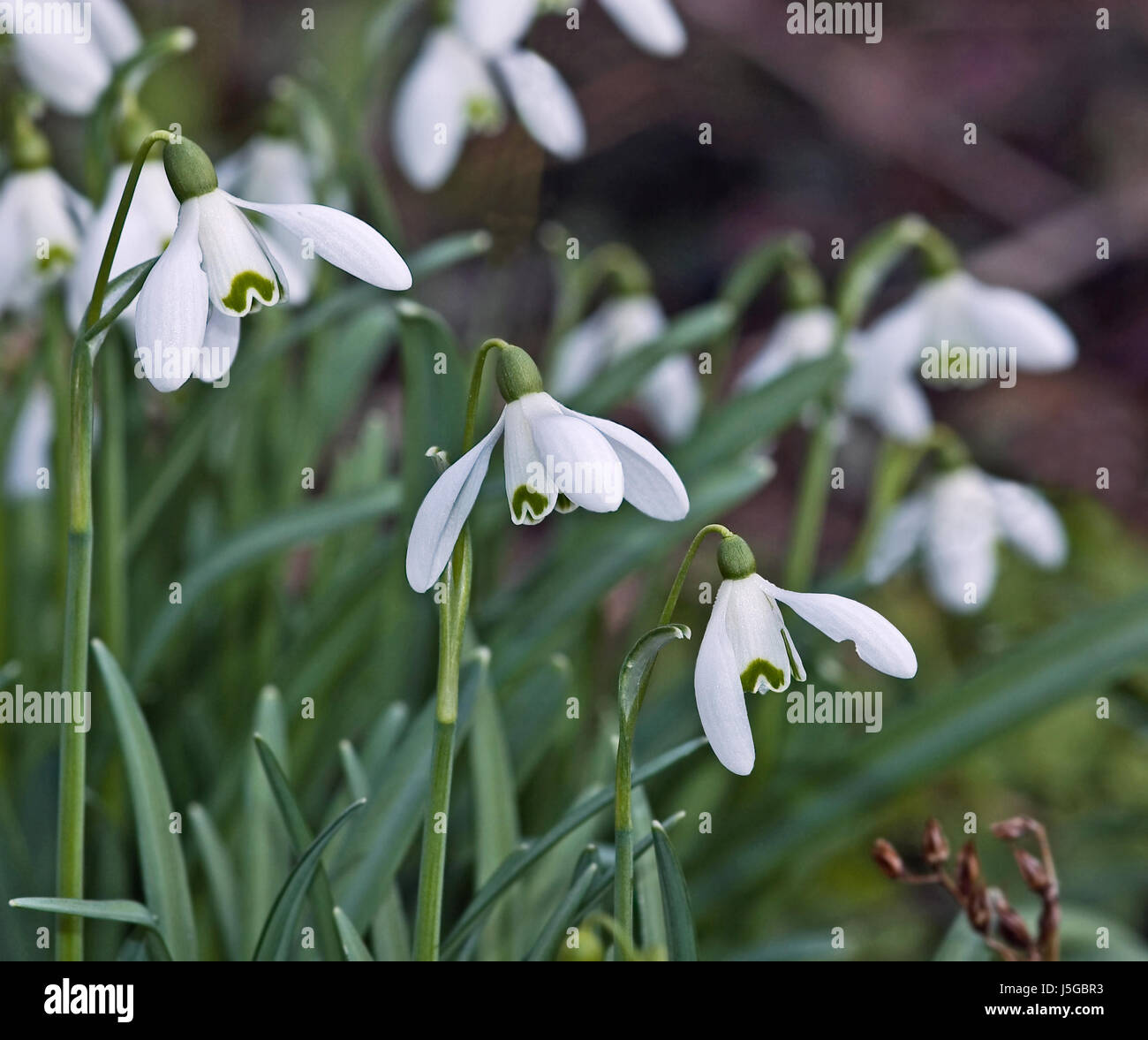 Printemps,flower,plant,snowdrop,fleurs,fleurs de printemps lampe,groupe,neige, glckchen,d50 Banque D'Images