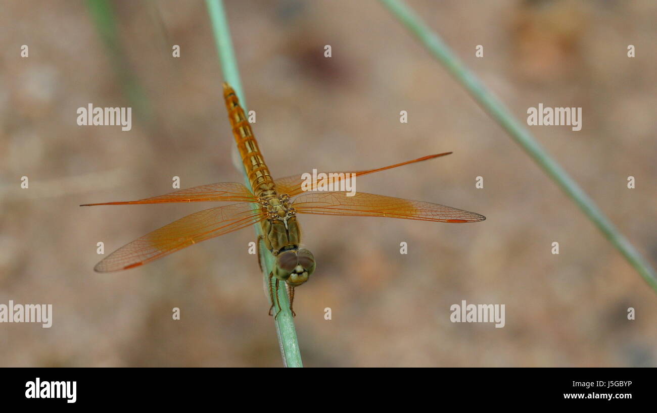 Insectes Insectes animaux Asie Thaïlande l'eau douce de l'eau étang arthropoda insekta Banque D'Images