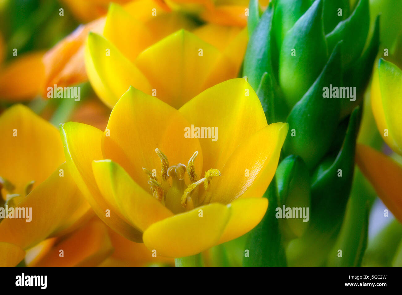 Macro close-up orange admission macro vue en gros fleur plante fleur vert Banque D'Images