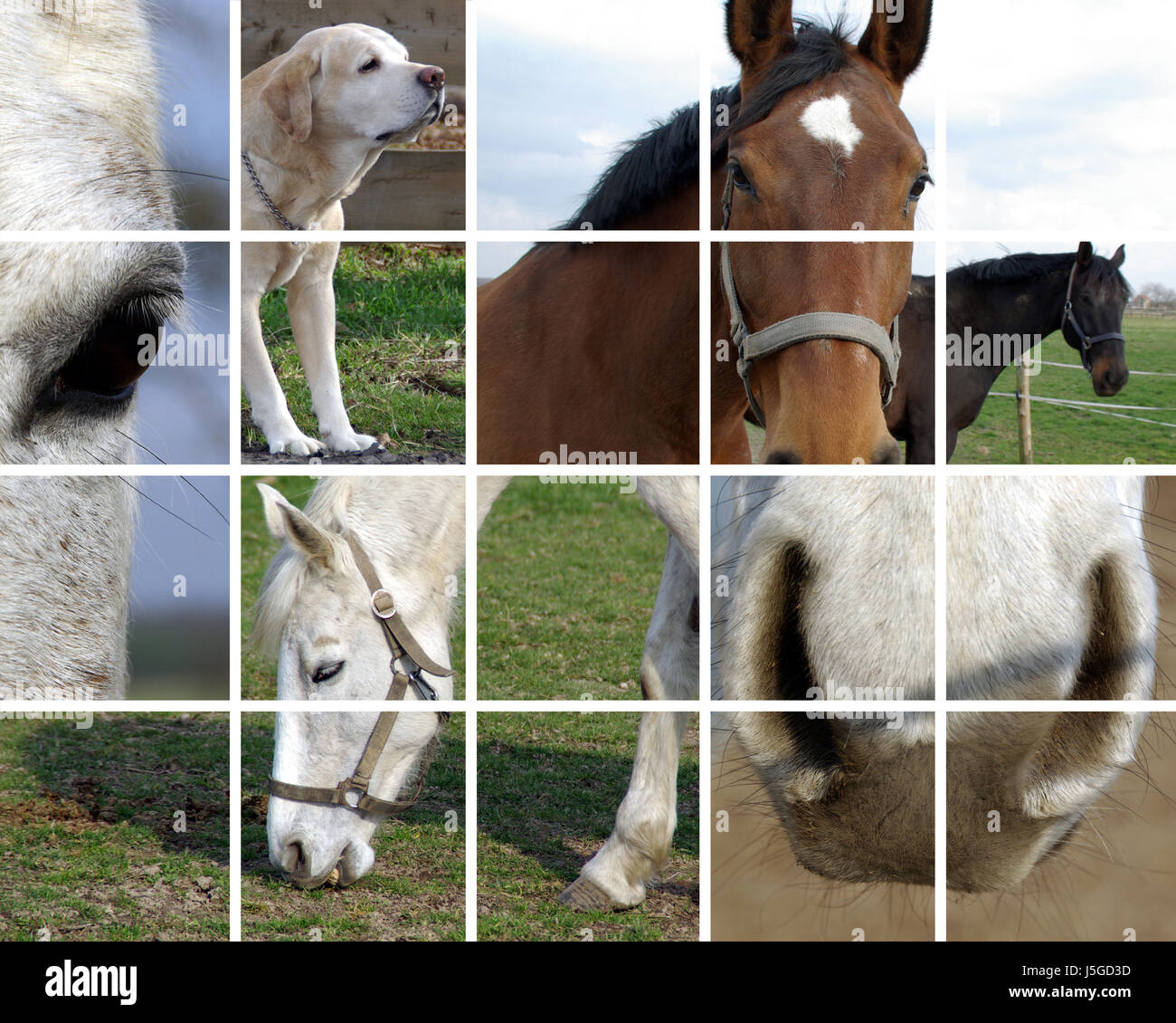 Sport sports ride horse animal curieux nosey Nosy Be chevaux hongre étalon de la peau Banque D'Images