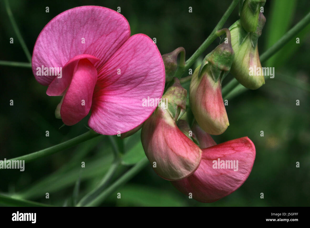 Plante grimpante plante rouge vesce duftwicke einjhrige platterbse Lathyrus odoratus Banque D'Images