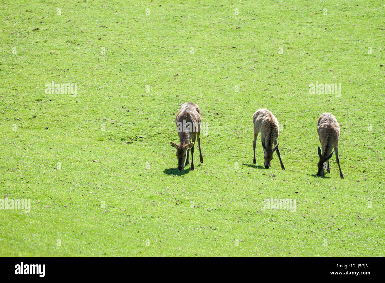 Texture géométrique abstrait blanc Banque D'Images