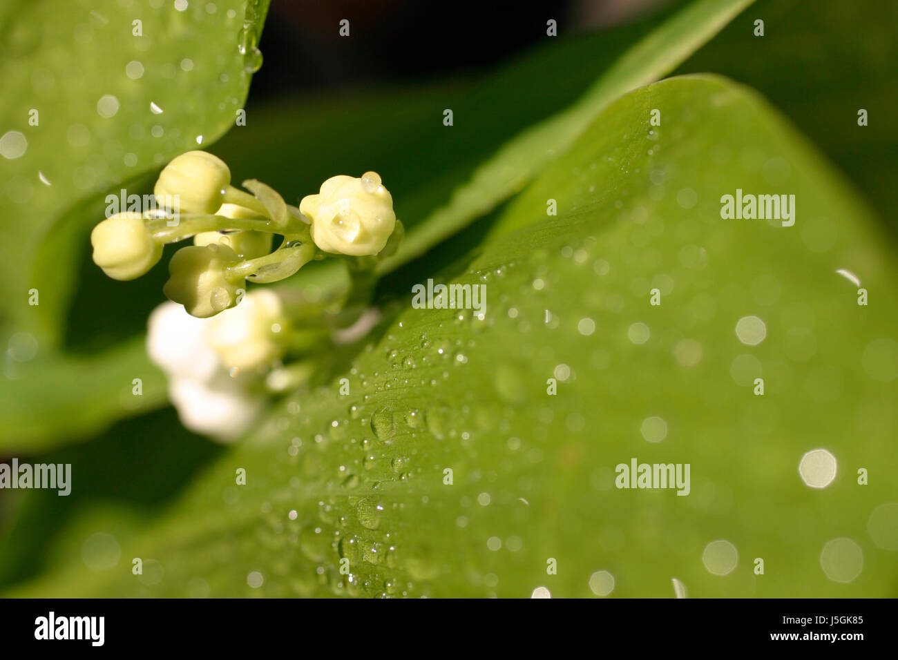 Green fleur fleurir flore gouttes feuilles florissante spring bud peut Banque D'Images