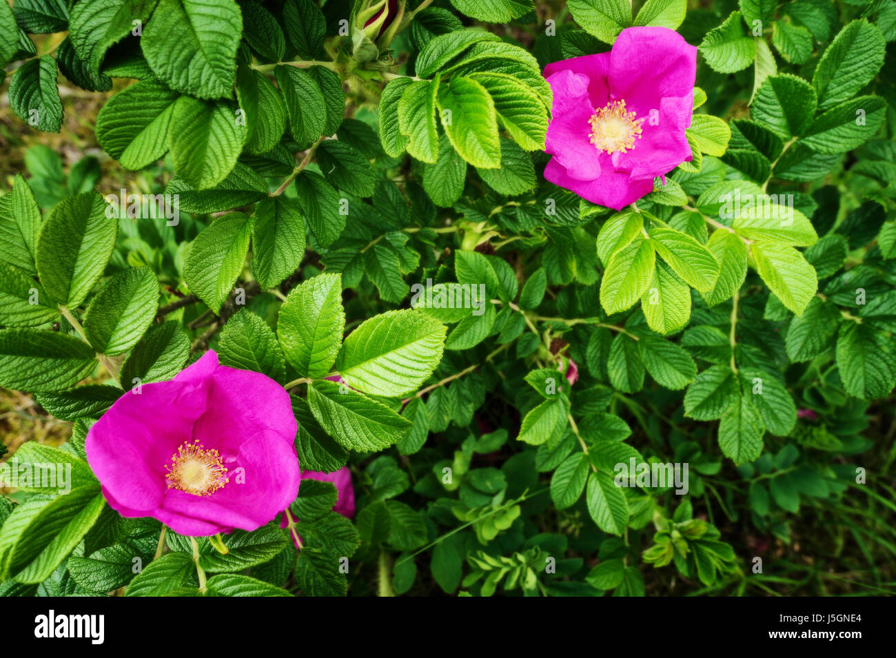 Fleurs Roses Descalade Rosa Canina Arbuste Communément