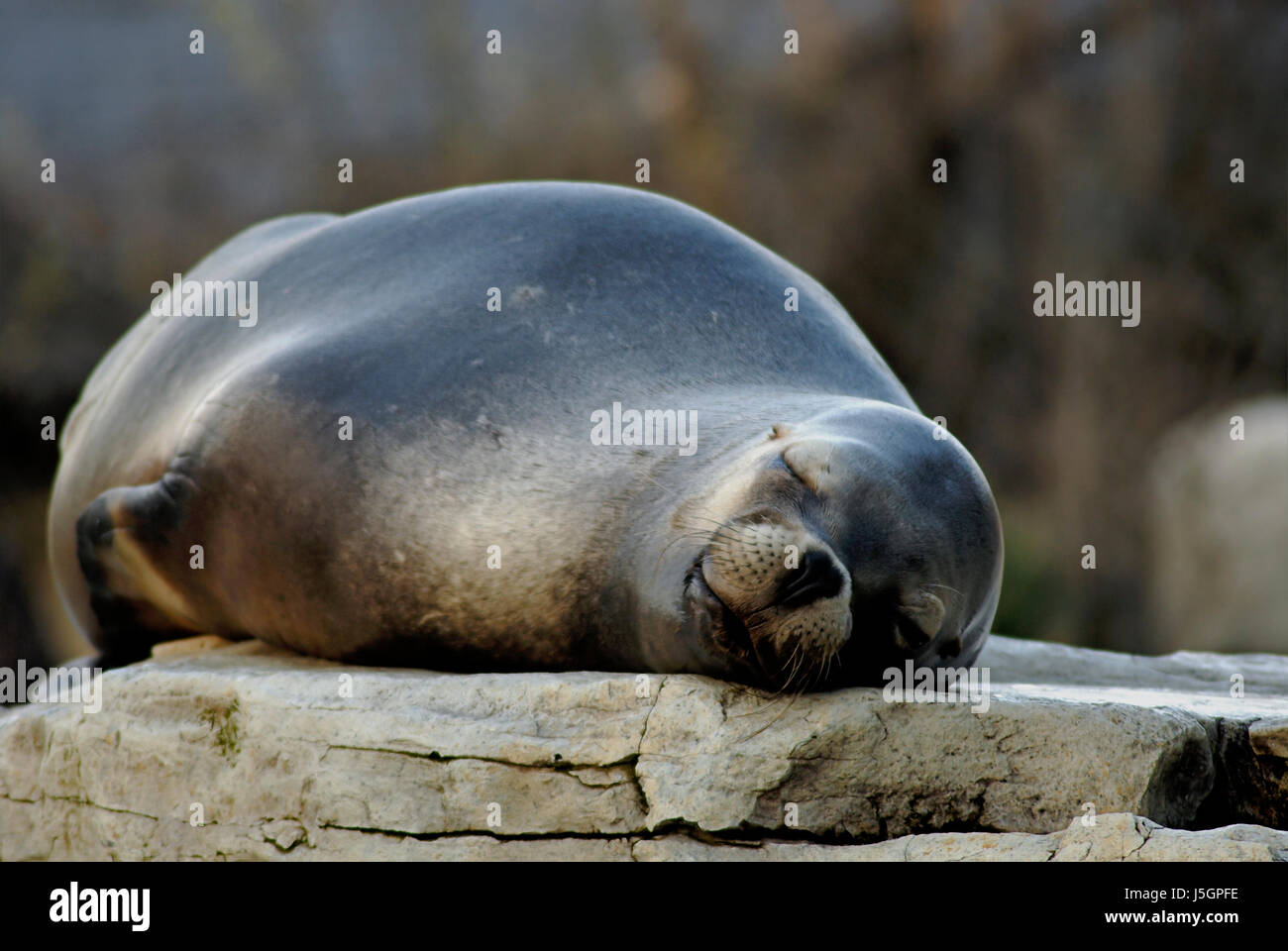 Mammifère animal pierre portrait portrait animal dream rock détente sommeil dormir Banque D'Images