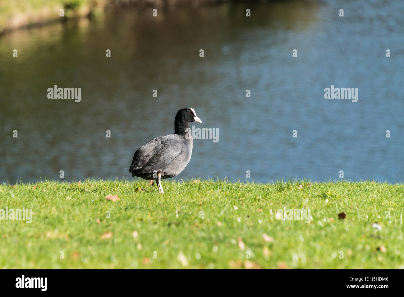 Une Foulque macroule (Fulica atra) sur une banque d'herbe au bord d'un lac Banque D'Images