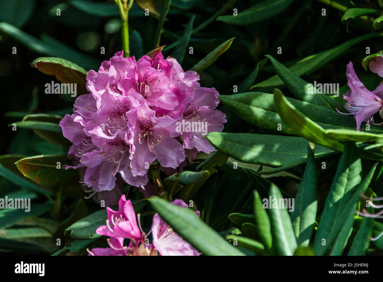 Un rhododendron floraison nobleanum venustum au printemps Banque D'Images