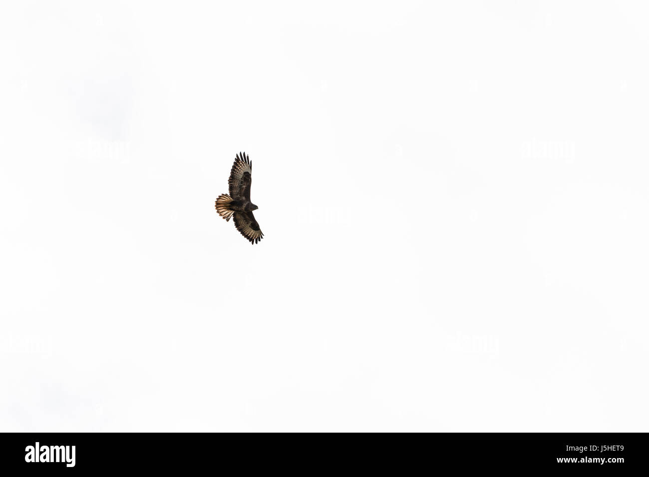 Une buse variable (Buteo buteo) en vol Banque D'Images