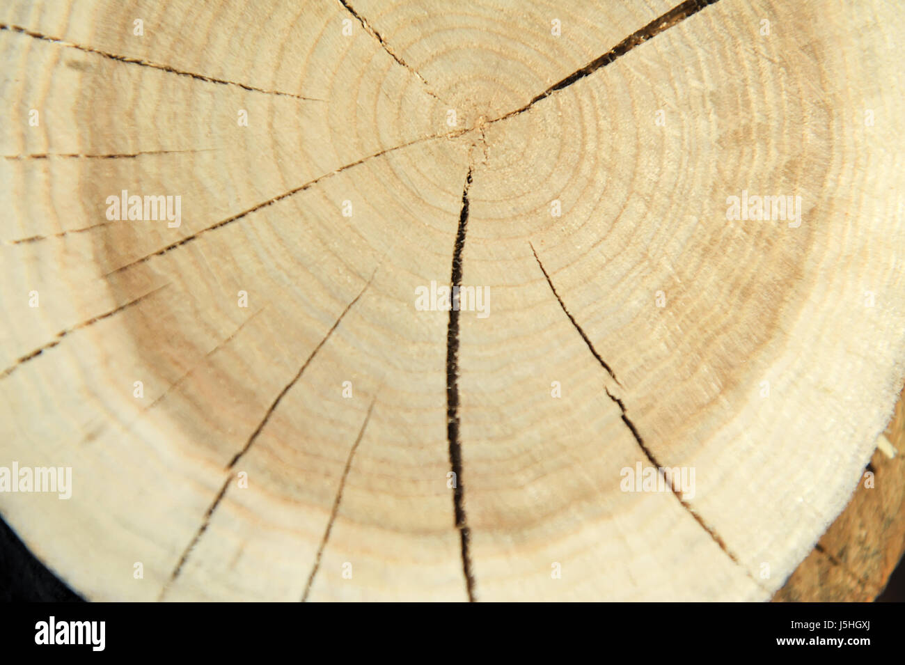 Vue de dessus d'une souche d'arbre isolé sur fissures radiales d'arrière-plan Banque D'Images